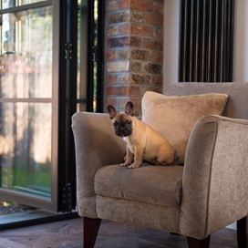 A small dog on a cream arm chair next to half open bifold doors
